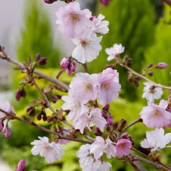 Prydnadskörsbär, Prunus 'Accolade' -Garden Supplies Sales 2024 narbild blommor prydnadskorsbar prunus accolade