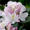 Rhododendron 'Gomer Waterer' -Garden Supplies Sales 2024 narbild blommor rhododendron gomer waterer