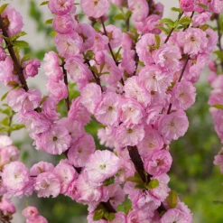 Rosenmandel, Prunus Triloba 7 Rosenmandel, Prunus Triloba -Garden Supplies Sales 2024 narbild blommor rosenmandel prunus triloba
