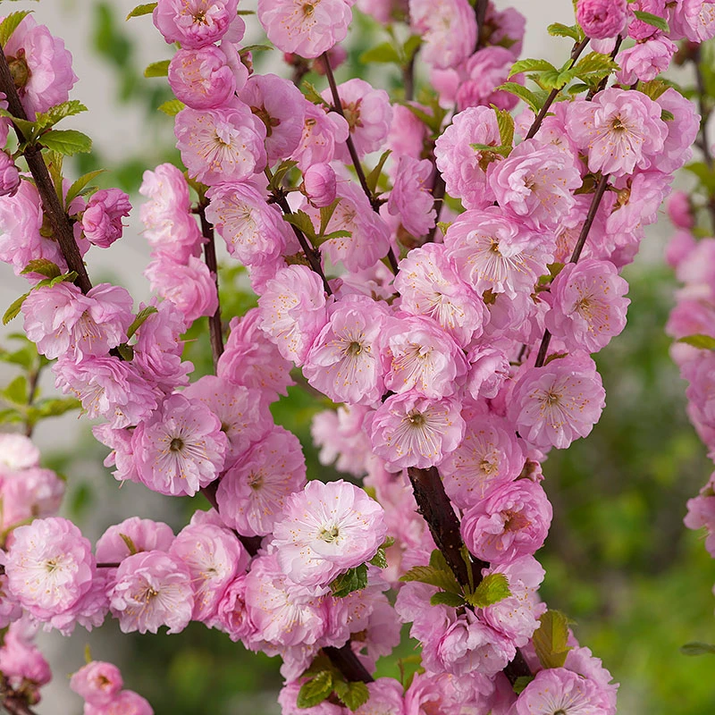 Rosenmandel, Prunus Triloba 4 Rosenmandel, Prunus Triloba - Image 2