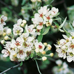 Silverpäron, Pyrus Salcifolia, 'Pendula', 100-120 Cm 7 Silverpäron, Pyrus Salcifolia, 'Pendula', 100-120 Cm -Garden Supplies Sales 2024 narbild blommor silverparon pyrus salcifolia pendula