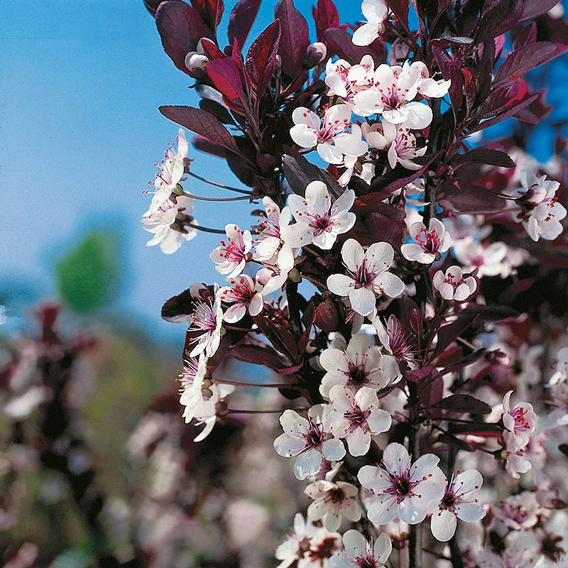Svartplommon, Prunus Cistena 5 Svartplommon, Prunus Cistena - Image 3
