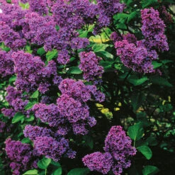 Syren 'Andenken An Ludwig Späth'