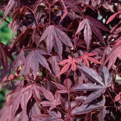 Röd Japansk Lönn 'Atropurpureum' -Garden Supplies Sales 2024 narbild japansk blodlonn acer palmatum atropurpureum