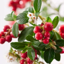 Lingon 'Koralle' -Garden Supplies Sales 2024 narbild lingon koralle