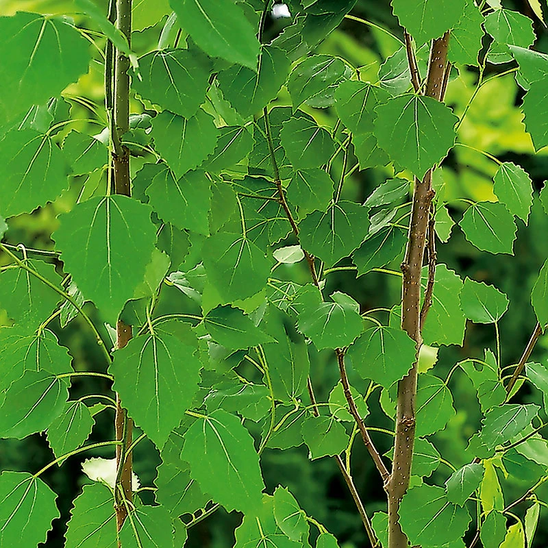 Pelarasp, Populus Tremula 'Erecta' 4 Pelarasp, Populus Tremula 'Erecta' - Image 2