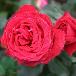 Ros 'Isabella Rossellini' 5 Ros 'Isabella Rossellini' -Garden Supplies Sales 2024 narbild ros isabella rossellini