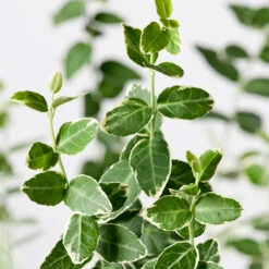 Klätterbenved 'Emerald Gaiety' 5 Klätterbenved 'Emerald Gaiety' -Garden Supplies Sales 2024 narbild vitbrokig klatterbenved emerald gaiety