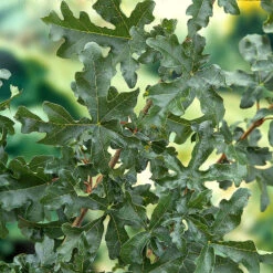 Naverlönn 50-80 Cm, 100-pack -Garden Supplies Sales 2024 naverlonn narbild blad