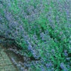 Kantnepeta 'Six Hills Giant', 6-pack -Garden Supplies Sales 2024 nepeta fassenii six hills giant kantnepeta