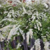 Norsk Brudspirea 'Grefsheim' 30-50 Cm, 100-pack 2 Norsk Brudspirea 'Grefsheim' 30-50 Cm, 100-pack -Garden Supplies Sales 2024 norsk brudspirea 2