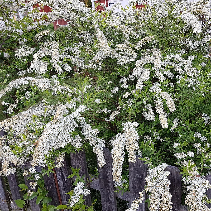 Norsk Brudspirea 'Grefsheim' 30-50 Cm, 100-pack 3 Norsk Brudspirea 'Grefsheim' 30-50 Cm, 100-pack