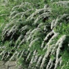Norsk Brudspirea 'Grefsheim' -Garden Supplies Sales 2024 norsk brudspirea grefsheim
