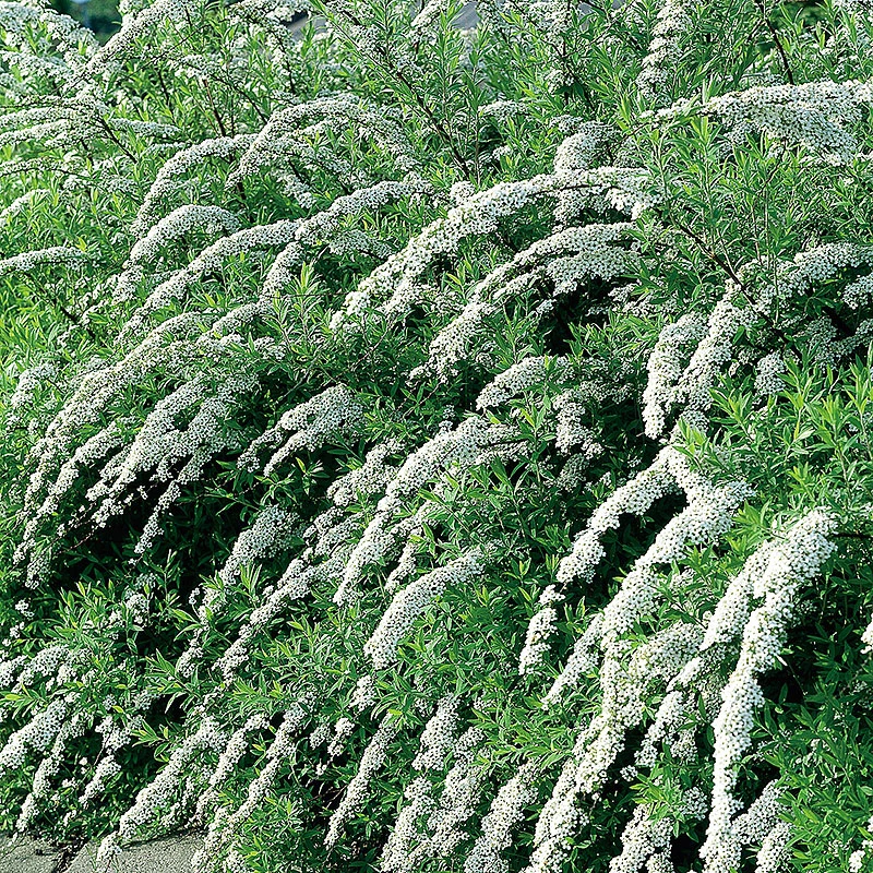 Norsk Brudspirea 'Grefsheim' 30-50 Cm, 100-pack 4 Norsk Brudspirea 'Grefsheim' 30-50 Cm, 100-pack - Image 2