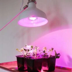 Växtlampa Odla 6W 10 Växtlampa Odla 6W -Garden Supplies Sales 2024 odlingslampa i skrivbordsarmatur