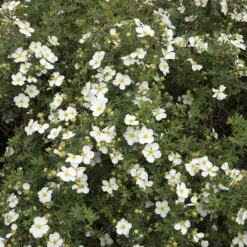 Ölandstok 'Abbotswood' 1L, 10-pack -Garden Supplies Sales 2024 olandstok potentilla fruticosa abbotswood 1 1