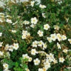 Ölandstok Abbotswood 30-50 Cm, 100-pack -Garden Supplies Sales 2024 olandstok potentilla fruticosa abbotswood