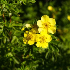 Ölandstok 'Goldfinger' 10-pack -Garden Supplies Sales 2024 olandstok potentilla fruticosa goldfinger 1 1