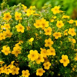 Ölandstok Goldfinger 30-50 Cm, 100-pack -Garden Supplies Sales 2024 olandstok potentilla fruticosa goldfinger 1