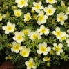 Trädgårdstok 'Limelight' -Garden Supplies Sales 2024 olandstok potentilla fruticosa limelight