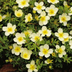 Trädgårdstok 'Limelight'