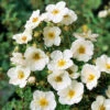Ălandstok Sandved 20-40 Cm, 100-pack 2 Ălandstok Sandved 20-40 Cm, 100-pack -Garden Supplies Sales 2024 olandstok potentilla fruticosa sandved