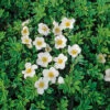 Trädgårdstok 'Tilford Cream' -Garden Supplies Sales 2024 olandstok potentilla fruticosa tilford cream