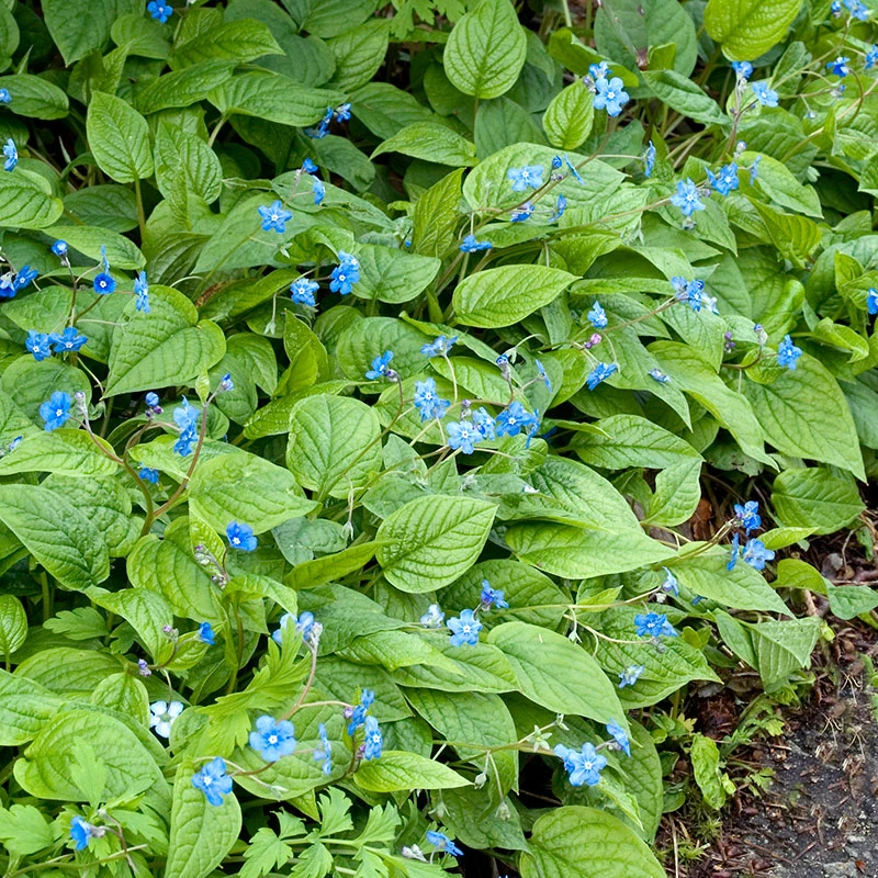 Ormöga, 6-pack 3 Ormöga, 6-pack