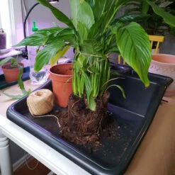 Planteringsbord Mini Tidy Tray -Garden Supplies Sales 2024 omplantering pa planteringsbord WH