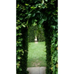 Avenbok 125-150 Cm, 10-pack -Garden Supplies Sales 2024 oppning genom avenbokshack 1