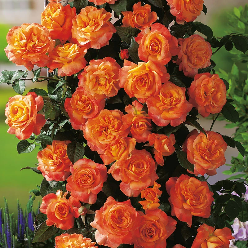 Ros 'Flora Danica' 4 Ros 'Flora Danica' - Image 2