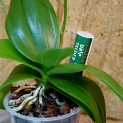 Orkidenäring, Orchid Focus Drip Feeders, 10-pack 7 Orkidenäring, Orchid Focus Drip Feeders, 10-pack -Garden Supplies Sales 2024 orkidenaring orchid focus drip feeder i kruka2