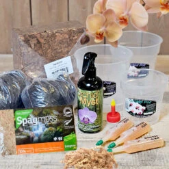 Orkidépaket För Omplantering