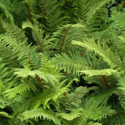 Träjon, 3-pack -Garden Supplies Sales 2024 ormbunke trajon