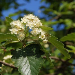 Oxel 10-pack 6 Oxel 10-pack -Garden Supplies Sales 2024 oxel sorbus intermedia 1