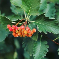 Oxel 10-pack 7 Oxel 10-pack -Garden Supplies Sales 2024 oxel sorbus intermedia 2