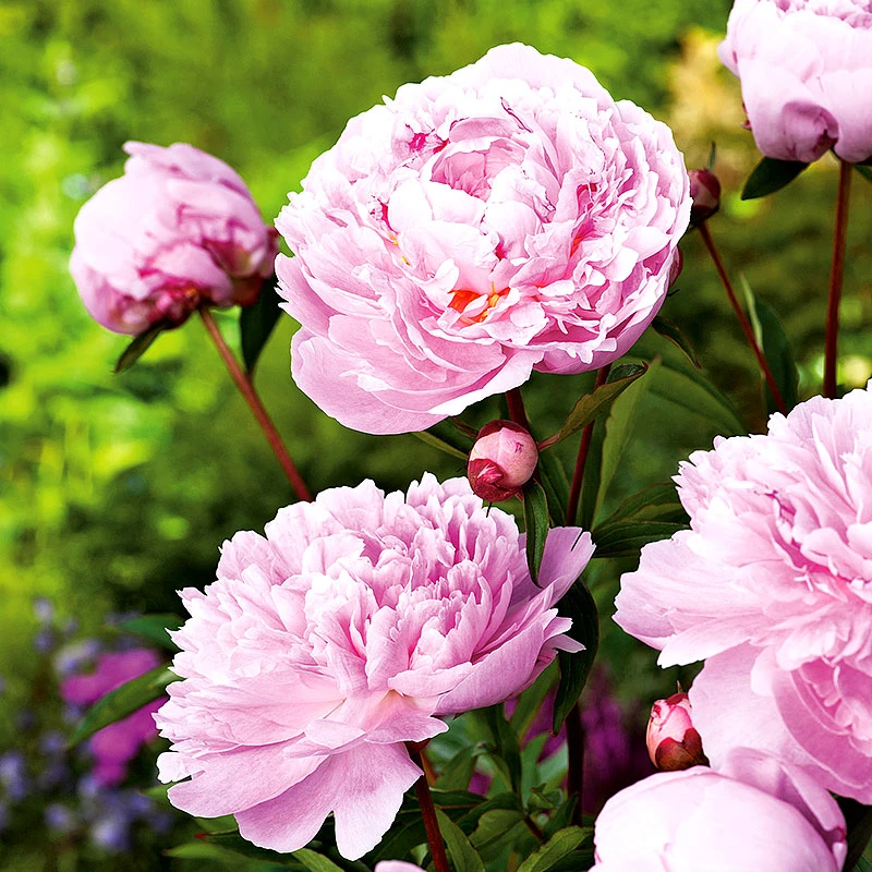 Luktpion 'Sarah Bernardt' 4 Luktpion 'Sarah Bernardt' - Image 2