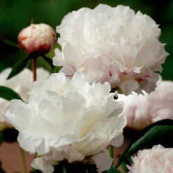 Luktpion 'Shirley Temple'