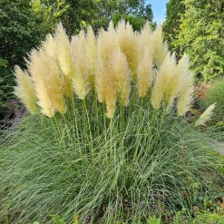Pampasgräs 'Pumila' 2L, 2-pack