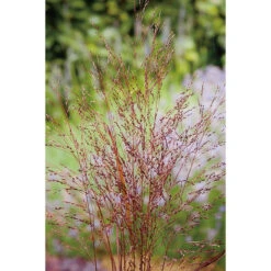Jungfruhirs 'Squaw', 2L -Garden Supplies Sales 2024 panicum squaw prydnadsgras