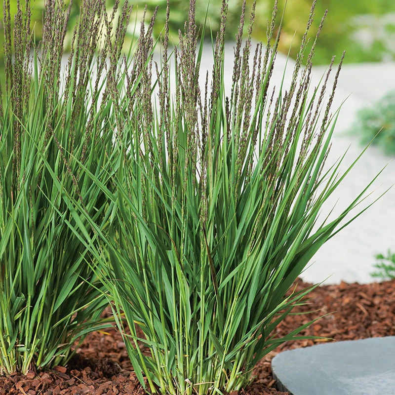 Blåtåtel 'Moorhexe' 2L, 2-pack 3 Blåtåtel 'Moorhexe' 2L, 2-pack