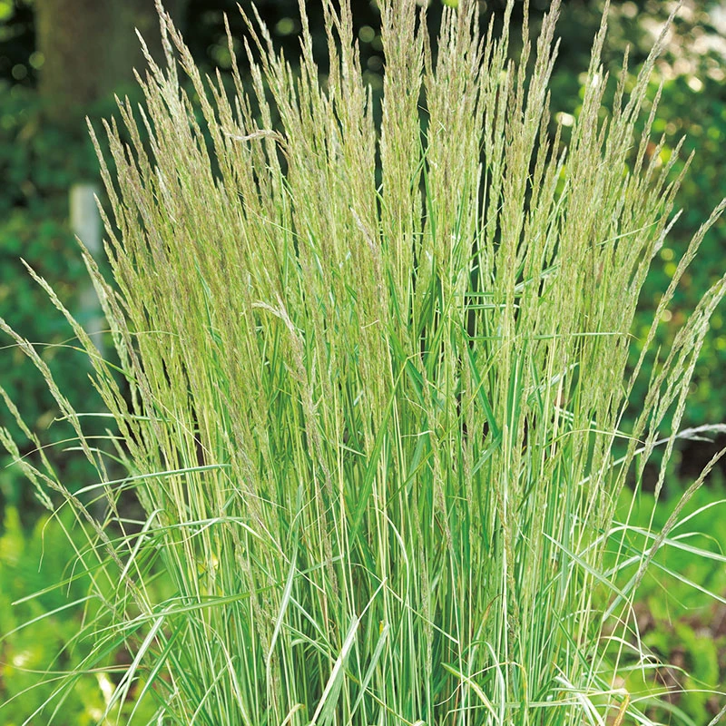 Brokbladigt Tuvrör 'Overdam' 2L, 2-pack 3 Brokbladigt Tuvrör 'Overdam' 2L, 2-pack