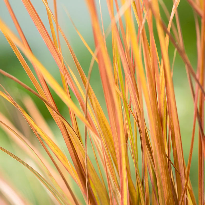 Fasanfjädergräs 'Sirocco' 2L, 2-pack 4 Fasanfjädergräs 'Sirocco' 2L, 2-pack - Image 2