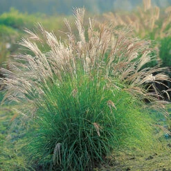 Glansmiskantus 'Adagio' 2L, 2-pack -Garden Supplies Sales 2024 perenn glansmiskantus adagio 2l 1