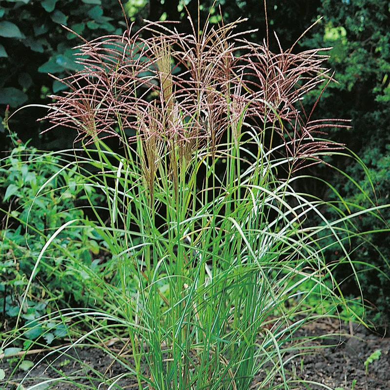 Glansmiskantus 'Ferner Osten' 2L, 2-pack 4 Glansmiskantus 'Ferner Osten' 2L, 2-pack - Image 2