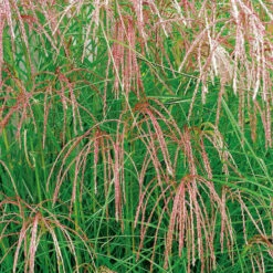 Glansmiskantus 'Flamingo' 2L, 2-pack