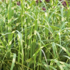 Glansmiskantus 'Little Zebra' 2L, 2-pack 5 Glansmiskantus 'Little Zebra' 2L, 2-pack -Garden Supplies Sales 2024 perenn glansmiskantus little zebra 1