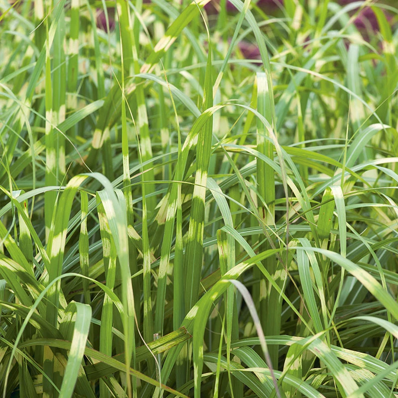 Glansmiskantus 'Little Zebra' 2L, 2-pack 4 Glansmiskantus 'Little Zebra' 2L, 2-pack - Image 2