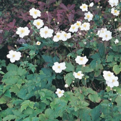 Höstanemon 'Honorine Jobert' 2L, 2-pack