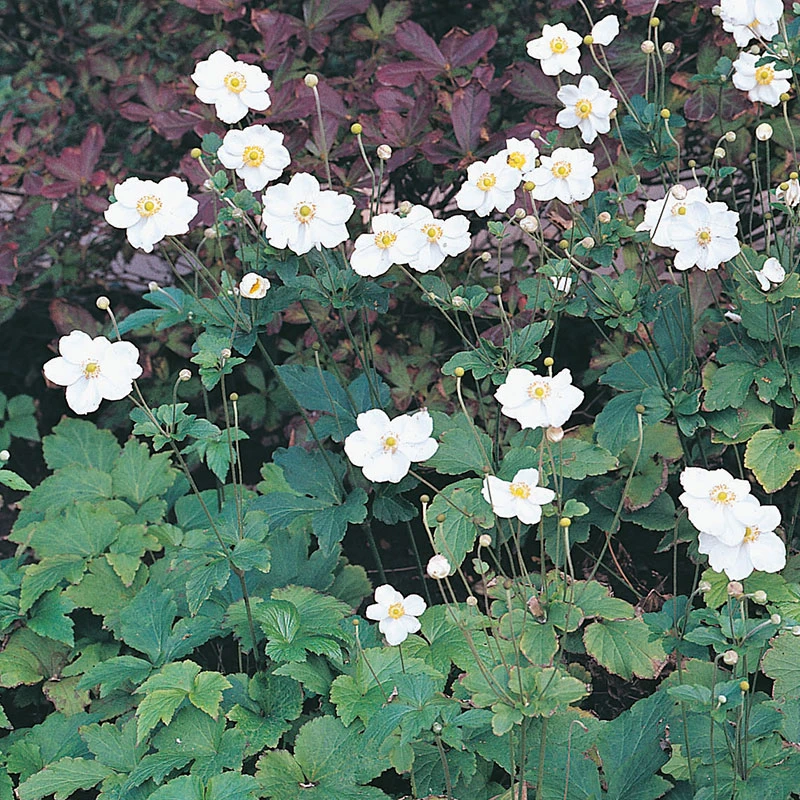 Höstanemon 'Honorine Jobert' 2L, 2-pack 3 Höstanemon 'Honorine Jobert' 2L, 2-pack